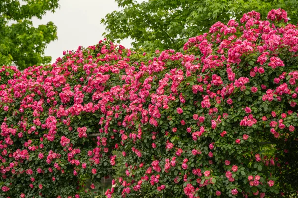 Rosiers roses en pleine floraison dans un jardin