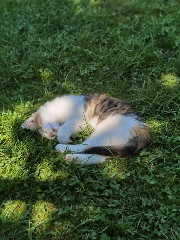 Chaton endormi dans l’herbe sous la lumière naturelle