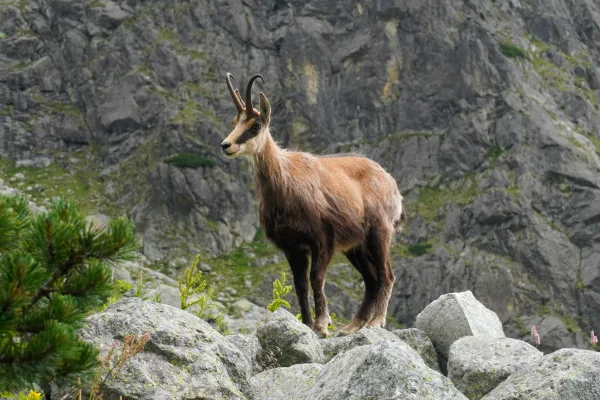 Chamois sauvage sur des rochers en montagne