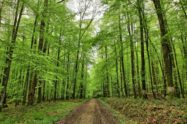Chemin forestier au cœur d’une forêt verdoyante