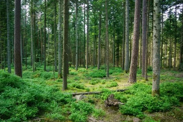 Forêt de conifères avec végétation luxuriante