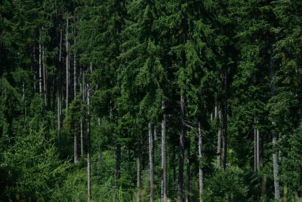 Forêt dense de conifères au cœur de la nature sauvage