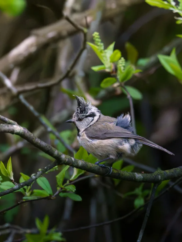 Petit oiseau perché sur une branche dans une forêt verdoyante