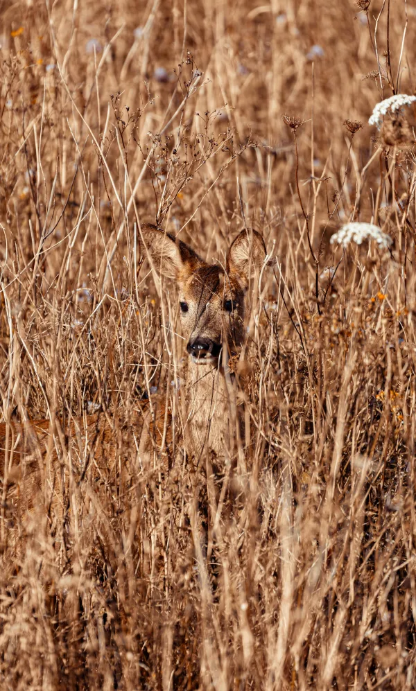 Jeune cerf caché dans les hautes herbes sauvages en pleine nature