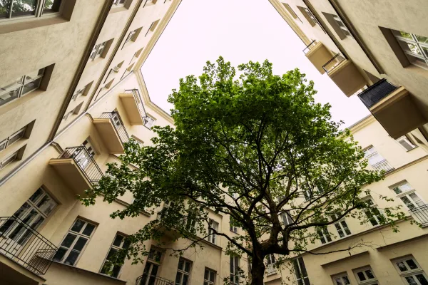 Cour intérieure urbaine avec arbre verdoyant