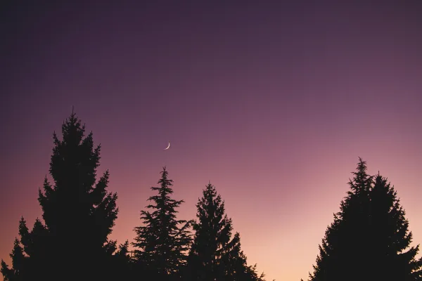 Croissant de lune au coucher du soleil dans une forêt