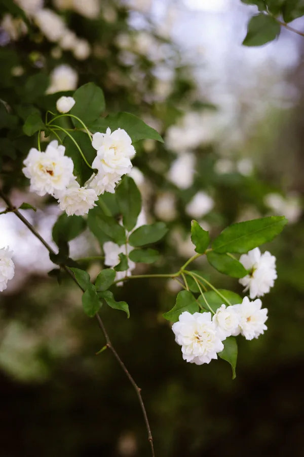 Fleurs blanches délicates sur branche verte en gros plan