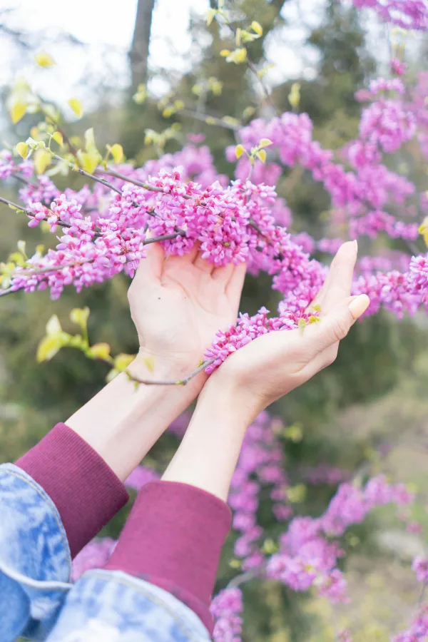 Mains tenant des fleurs roses au printemps dans la nature