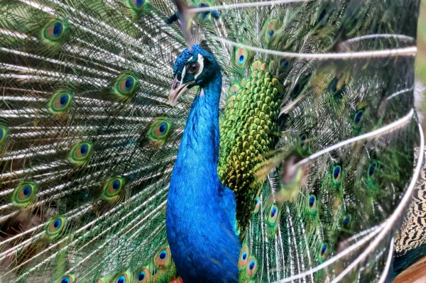 Paon bleu majestueux avec plumes ouvertes en éventail