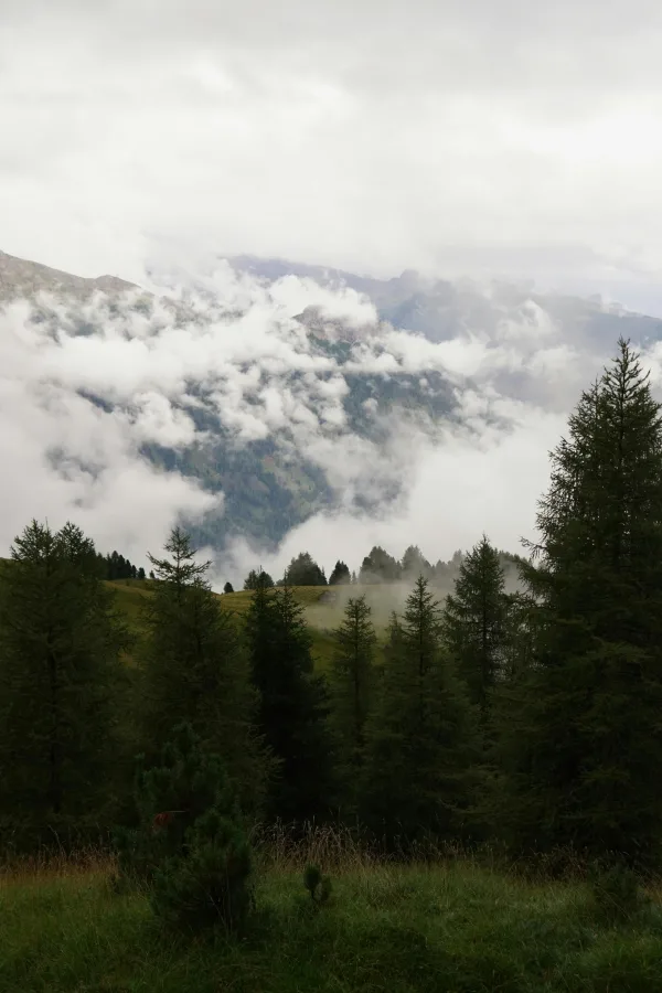 Forêt montagneuse dans les nuages et la brume