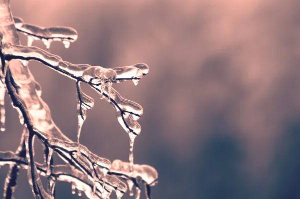 Branches gelées avec glaçons en hiver
