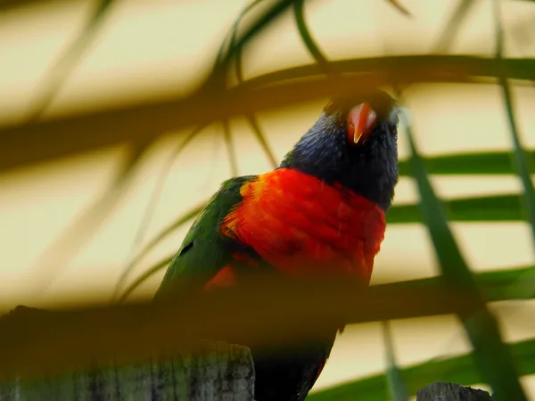 Oiseau tropical rouge et noir perché dans la nature