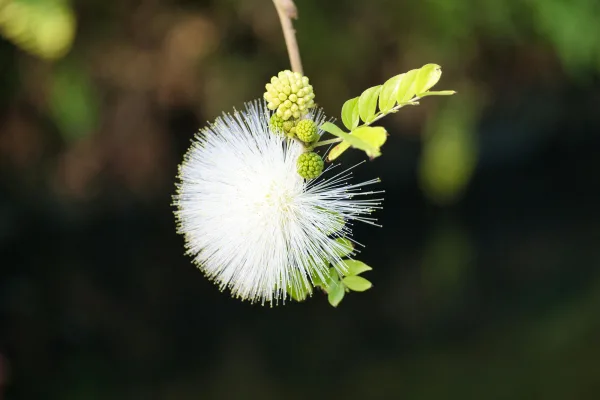 Fleur blanche exotique en gros plan sur fond naturel