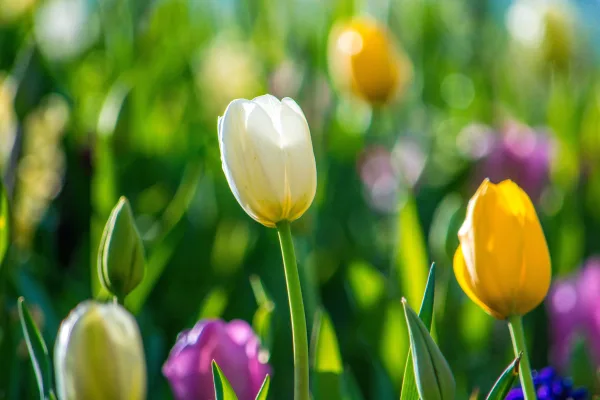 Tulipes colorées en fleurs dans un jardin printanier