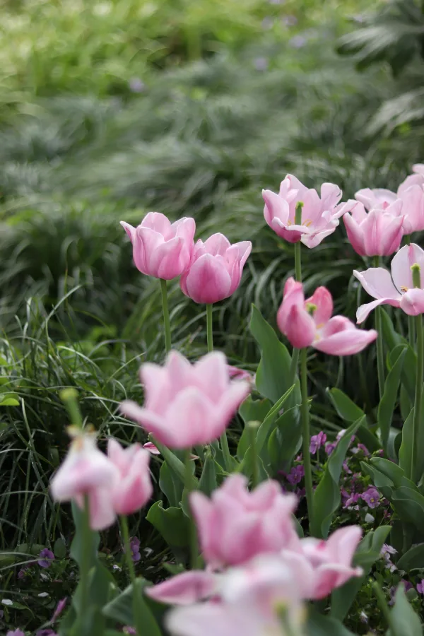 Tulipes roses délicates dans un jardin verdoyant au printemps