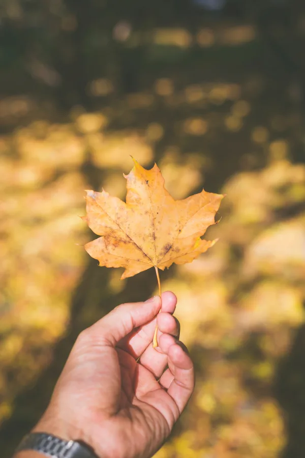 Main tenant une feuille d’automne jaune en pleine nature