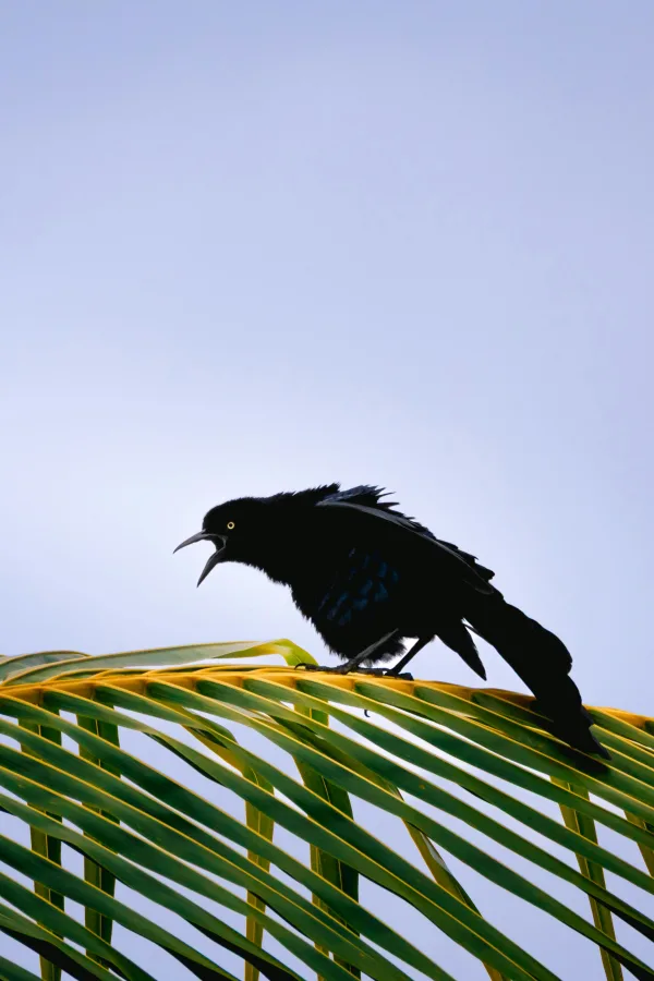 Oiseau noir perché sur une feuille de palmier sous un ciel clair