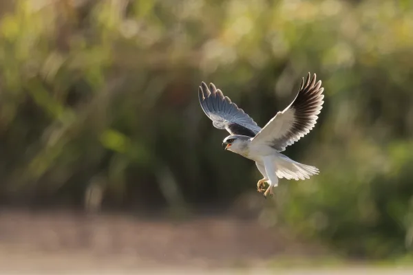 Oiseau en plein vol dans son habitat naturel