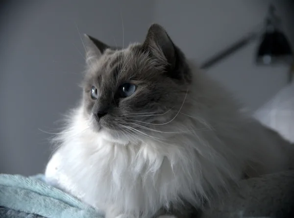 Chat aux yeux bleus au pelage soyeux observant son environnement