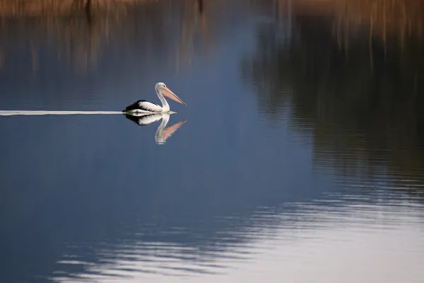 Pélican australien naviguant paisiblement sur un lac calme