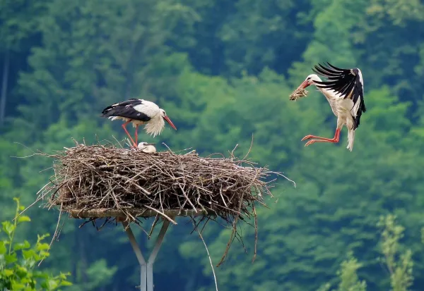Cigognes blanches au nid en pleine nature avec leurs petits