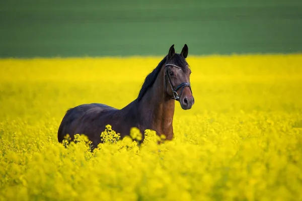 Cheval élégant dans un champ de fleurs jaunes en pleine nature
