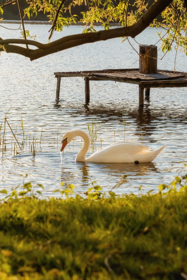 Cygne blanc nageant paisiblement sur un lac au coucher du soleil