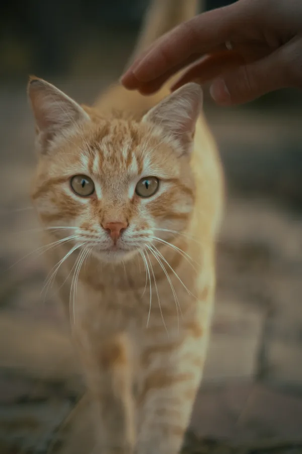 Chat roux recevant une caresse de la main d’un humain