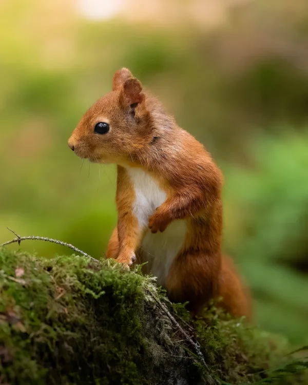 Écureuil roux curieux dans une forêt verdoyante
