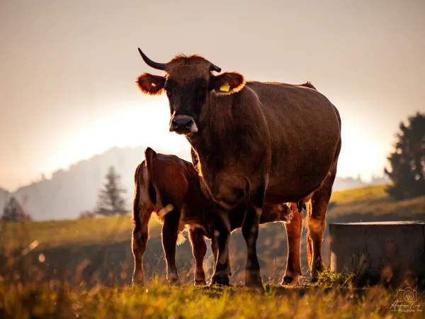 Vache et son veau dans un pâturage au coucher du soleil