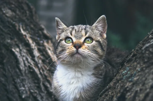 Chat tigré aux yeux verts observant son environnement