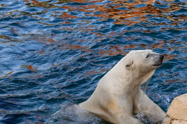 Ours polaire nageant dans une eau bleue éclatante