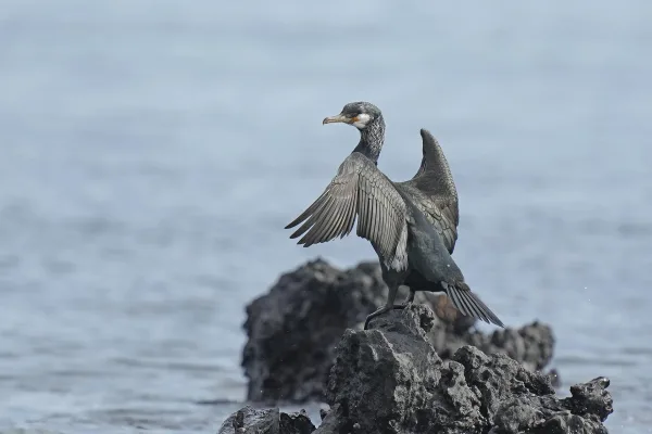 Cormoran majestueux séchant ses ailes au bord de l’eau