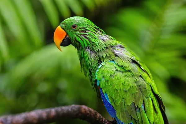 Perroquet éclectus vert au plumage éclatant en milieu tropical