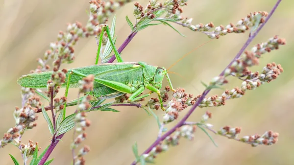Sauterelle verte sur une plante sauvage