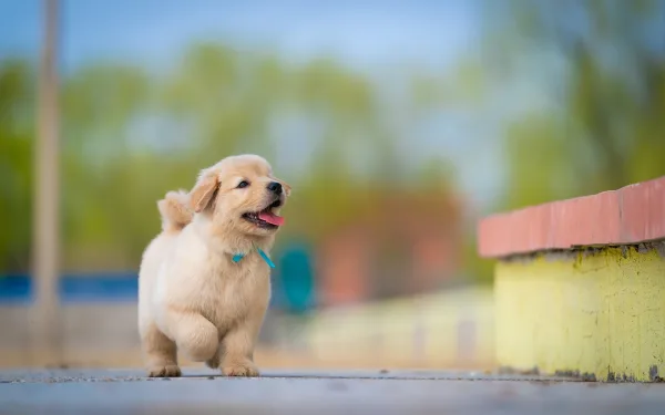 Chiot Golden Retriever courant joyeusement en extérieur