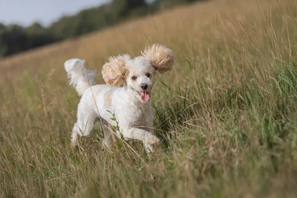 Caniche blanc heureux courant dans une prairie naturelle