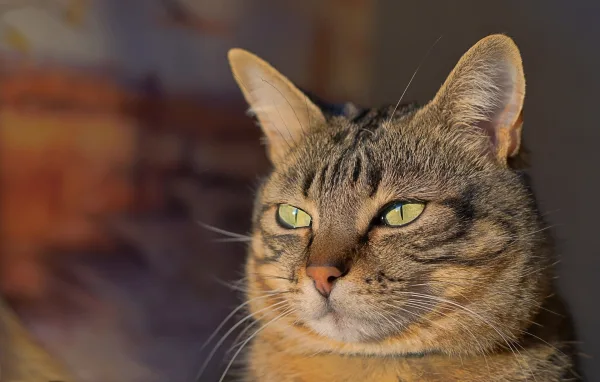 Chat tigré aux yeux verts observant son environnement