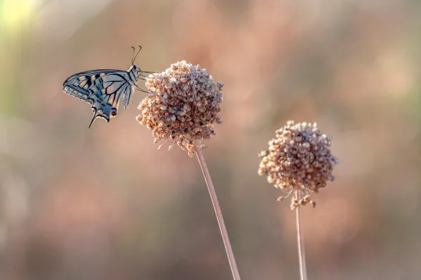 Papillon élégant posé sur une fleur sauvage en macro