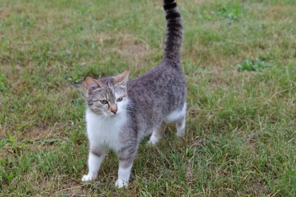 Chat gris et blanc marchant dans l’herbe en plein air