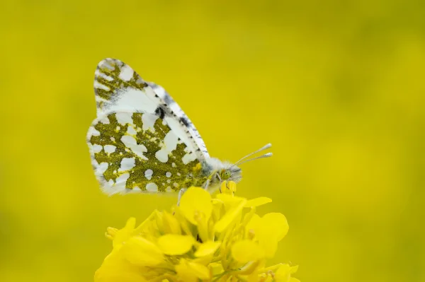 Papillon blanc et jaune posé sur une fleur jaune en macro