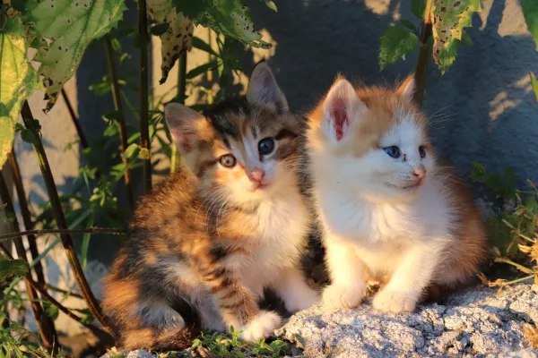Deux adorables chatons assis dans un jardin au soleil