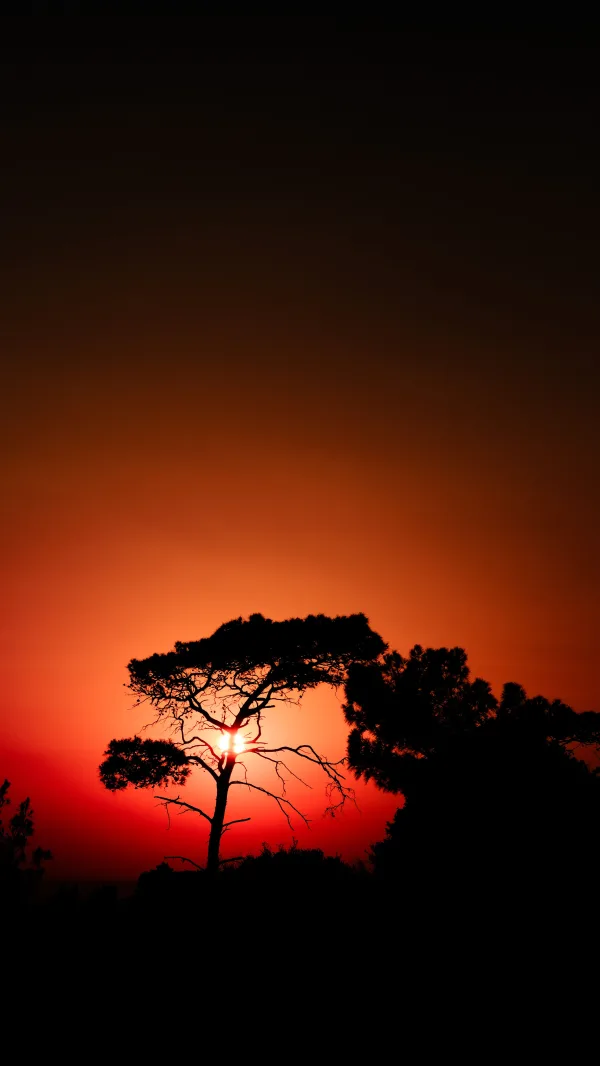 Silhouette d’un arbre au coucher du soleil rouge flamboyant