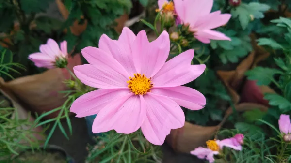 Fleur rose de cosmos en gros plan dans un jardin fleuri