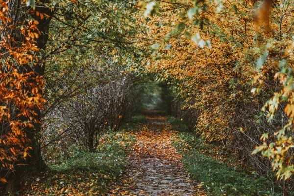 Sentier forestier en automne entouré de feuilles colorées
