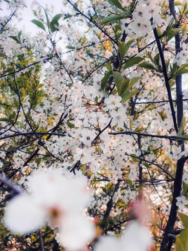 Branches d'arbre en fleurs blanches au printemps