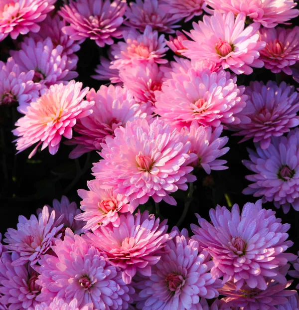 Gros plan sur des chrysanthèmes roses en pleine floraison
