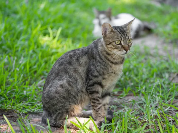 Chat tigré assis dans l’herbe avec un second chat en arrière-plan