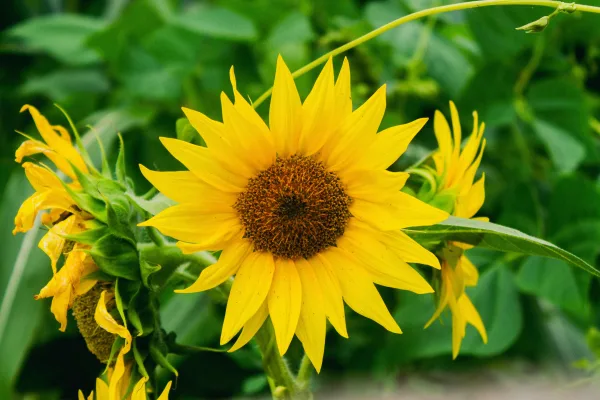 Tournesol jaune en pleine floraison dans un jardin verdoyant