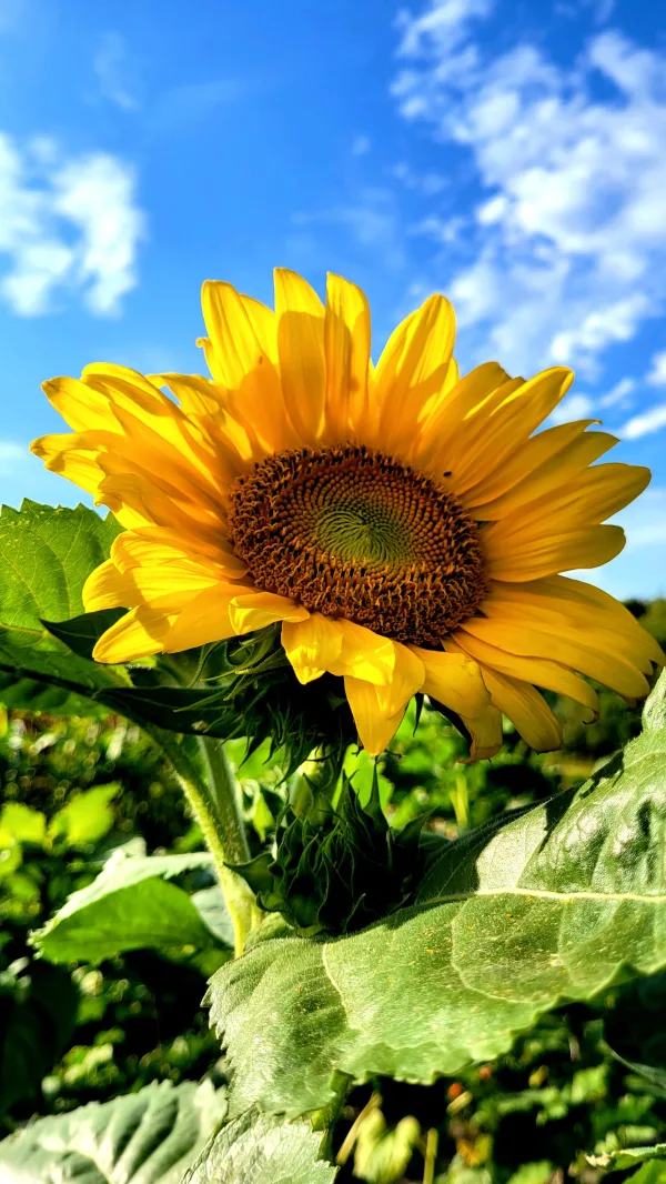 Gros plan sur un tournesol jaune sous un ciel bleu ensoleillé